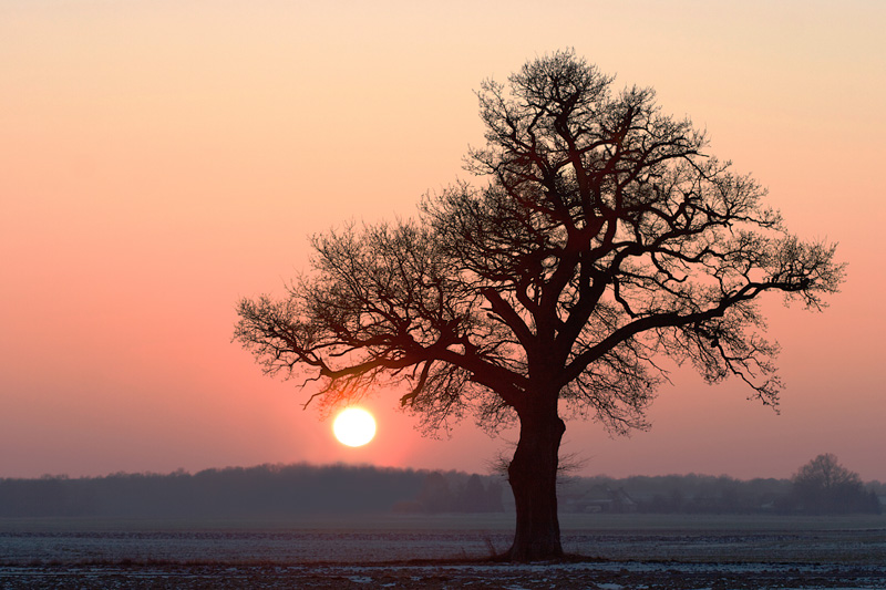 Chêne au coucher de soleil