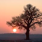 Chêne au coucher de soleil
