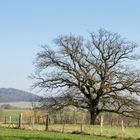 Chêne en isolé