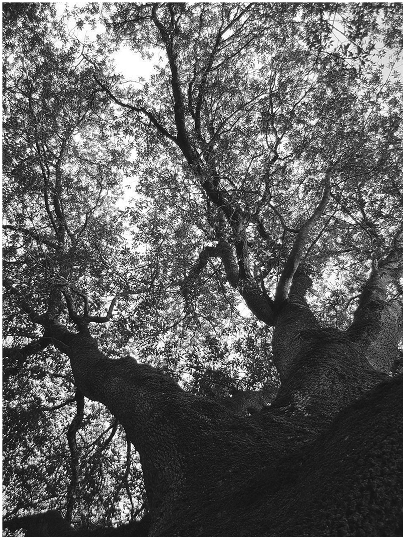 Chêne liège  --  Quercus suber