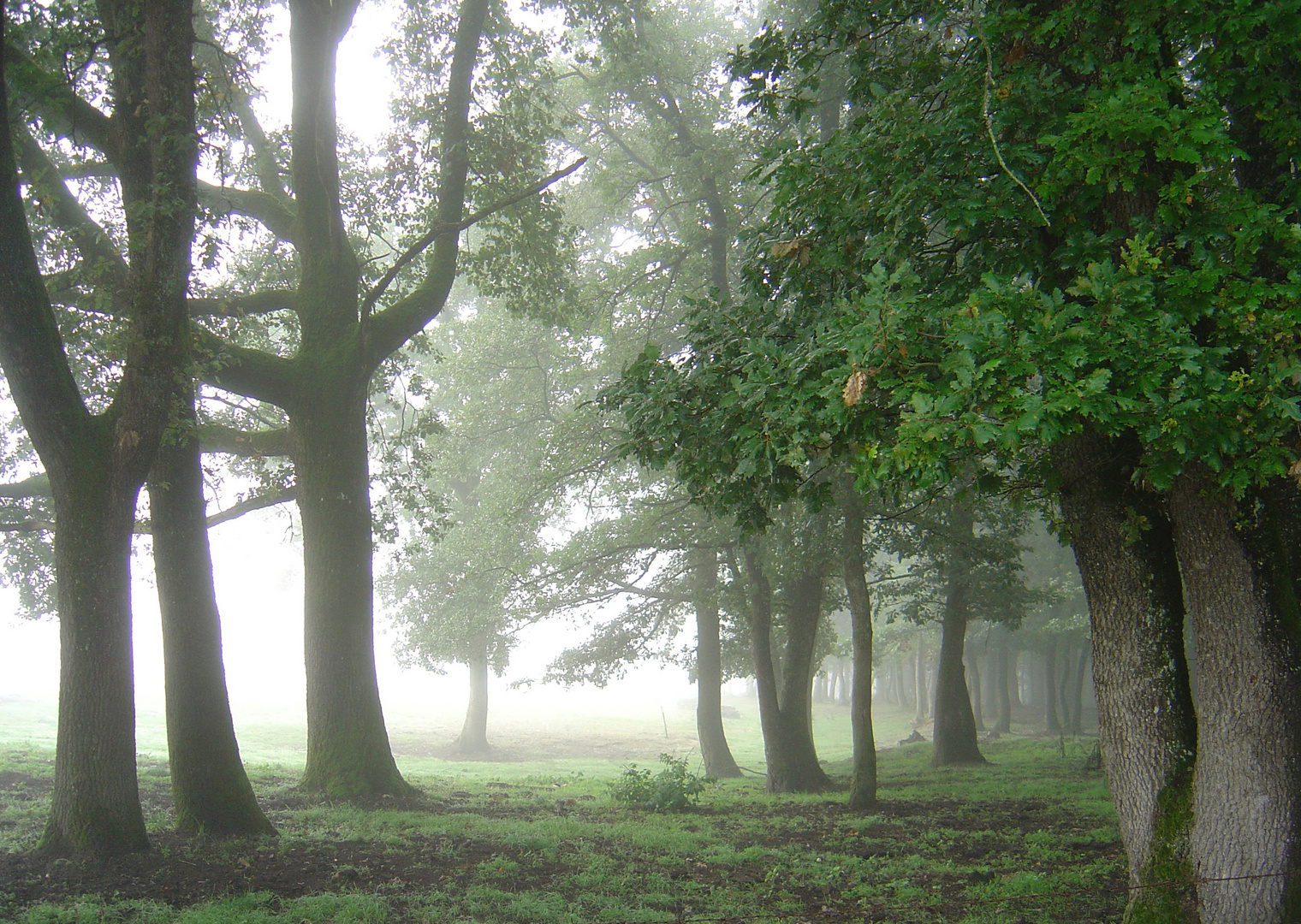 Chênes dans le brouillard