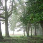 Chênes dans le brouillard