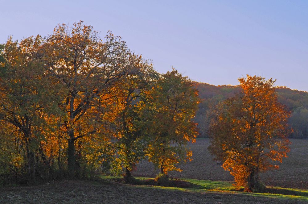 Chênes sous les derniers rayons du soleil