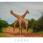 CHOBE