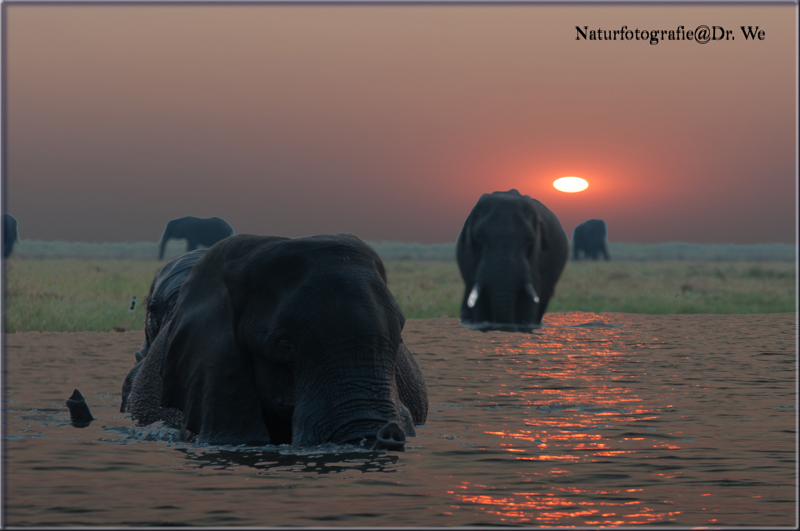 Chobe Abendstimmung mit Elefantenbesuch