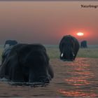 Chobe Abendstimmung mit Elefantenbesuch