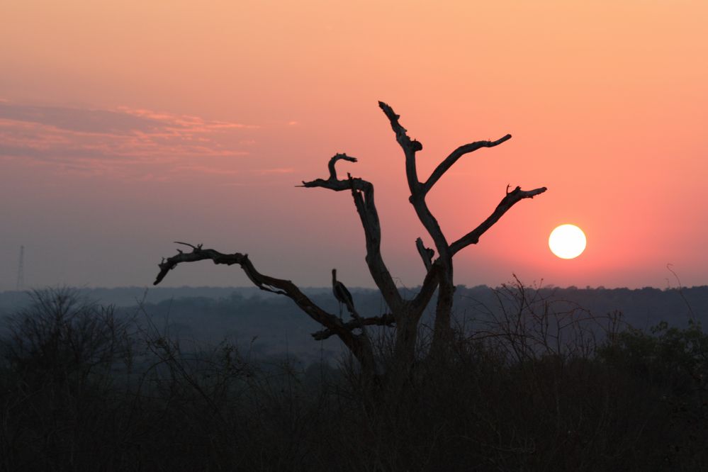 Chobe von Alex Riek 