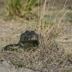 Chobe - Alles im Blick