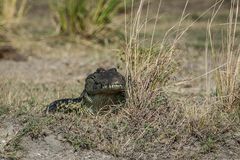 Chobe - Alles im Blick