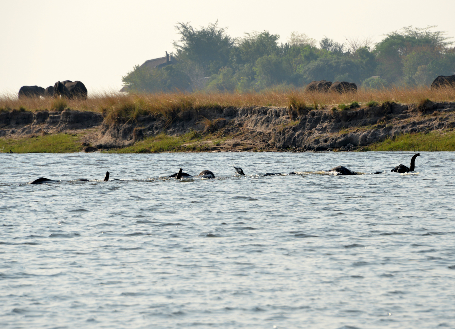 Chobe Elefanten 1