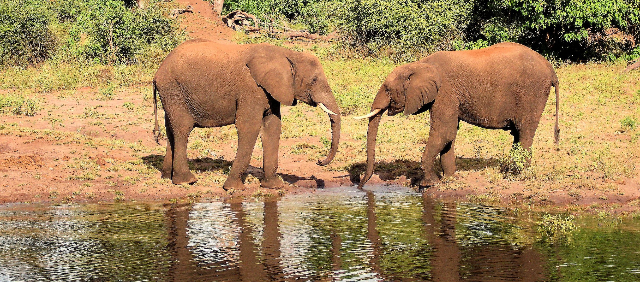 Chobe-Elefanten