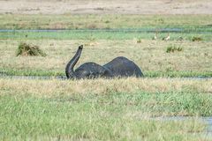 Chobe - Elefantenbad 2