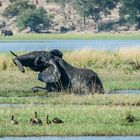 Chobe - Elefantenbad 3