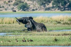 Chobe - Elefantenbad 3