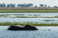 Chobe - Elefantenbad