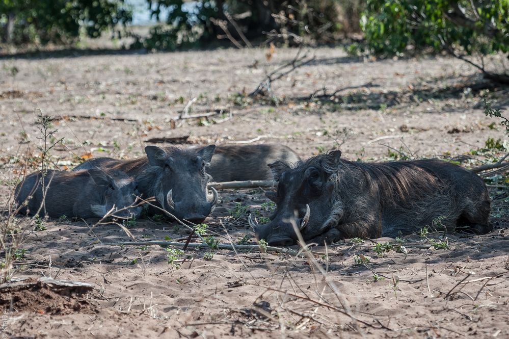 Chobe - Familie Warzenschwein