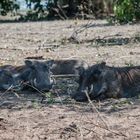 Chobe - Familie Warzenschwein