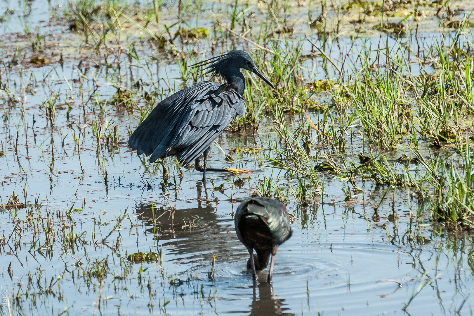 Chobe - Glockenreiher