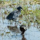 Chobe - Glockenreiher