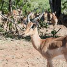 Chobe - Impala