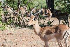 Chobe - Impala