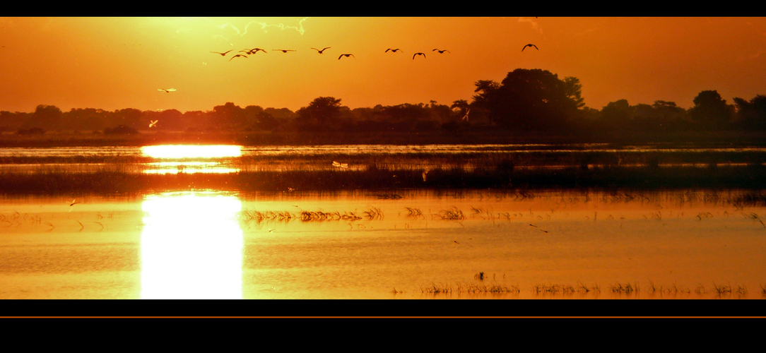 ** Chobe Impressions **