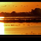 ** Chobe Impressions **