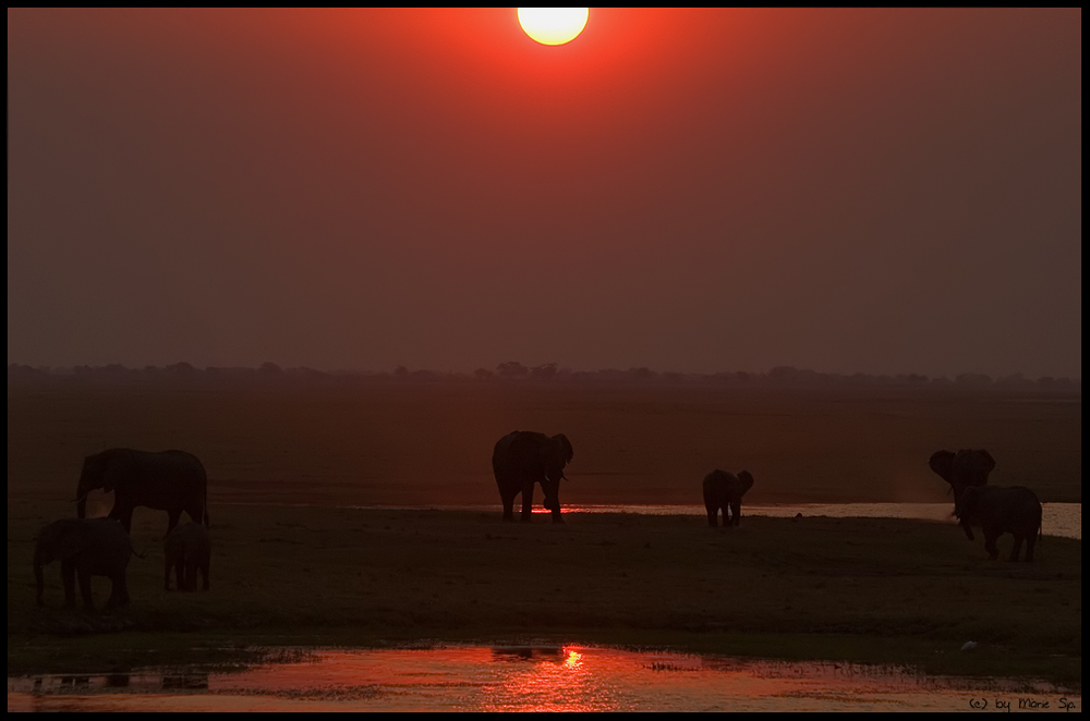 ~ Chobe Lullaby ~