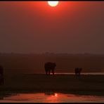 ~ Chobe Lullaby ~