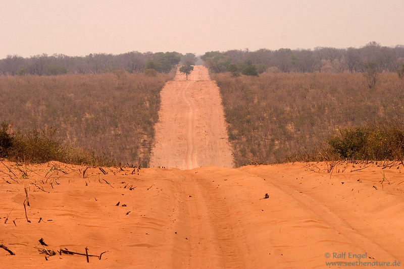 Chobe - Moremi