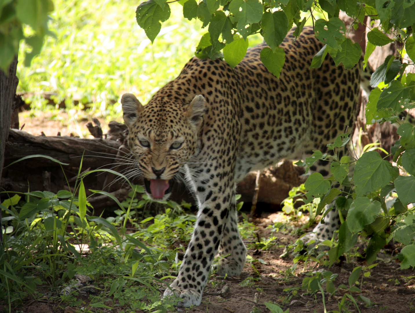 Chobe National Park 2