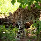 Chobe National Park 2