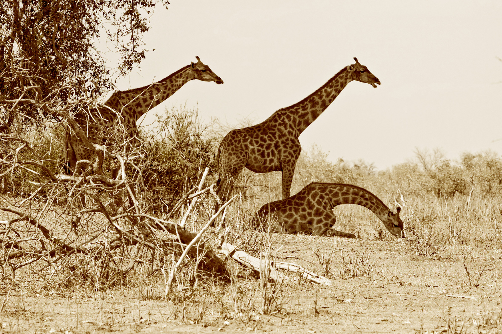 Chobe Nationalpark