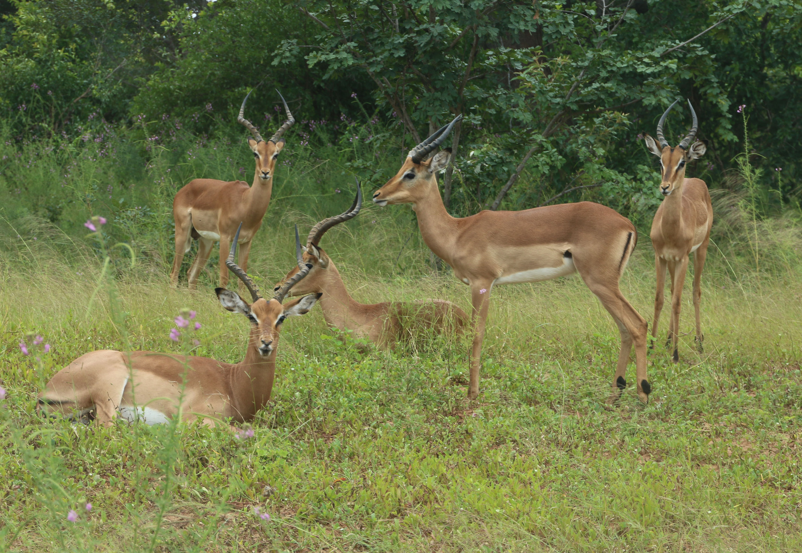 Chobe Nationalpark