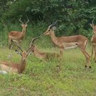 Chobe Nationalpark