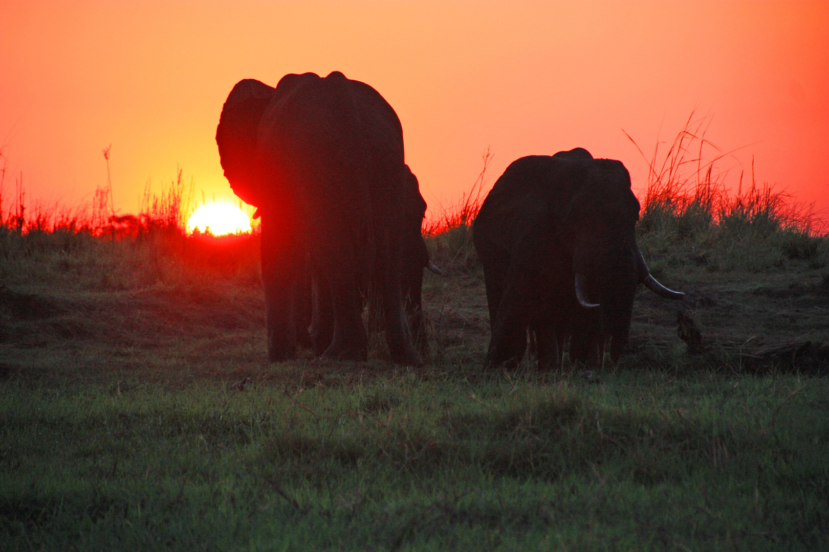 Chobe Nationalpark, Botswana 