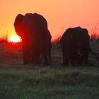 Chobe Nationalpark, Botswana 