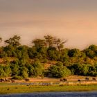 Chobe Nationalpark-Botswana....