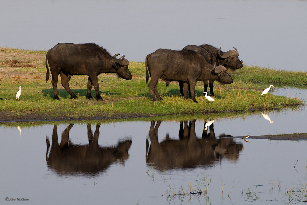 Chobe NP