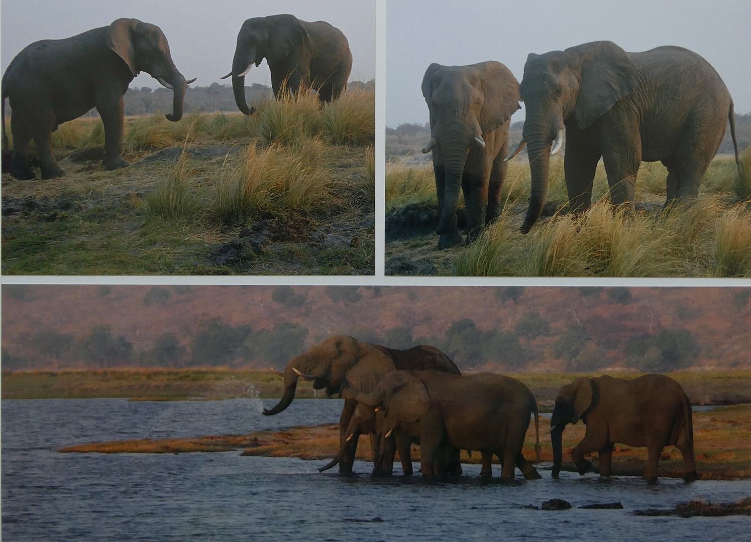 Chobe NP Botswana