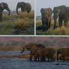 Chobe NP Botswana