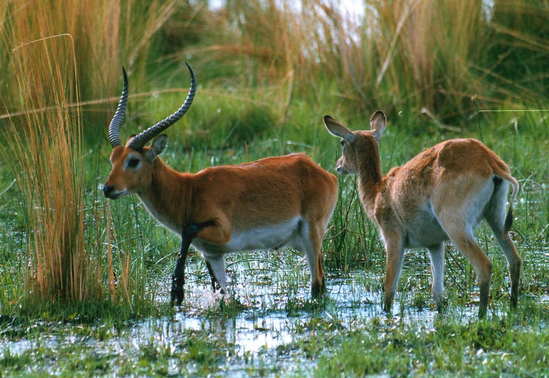 Chobe NP. Botswana