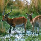 Chobe NP. Botswana