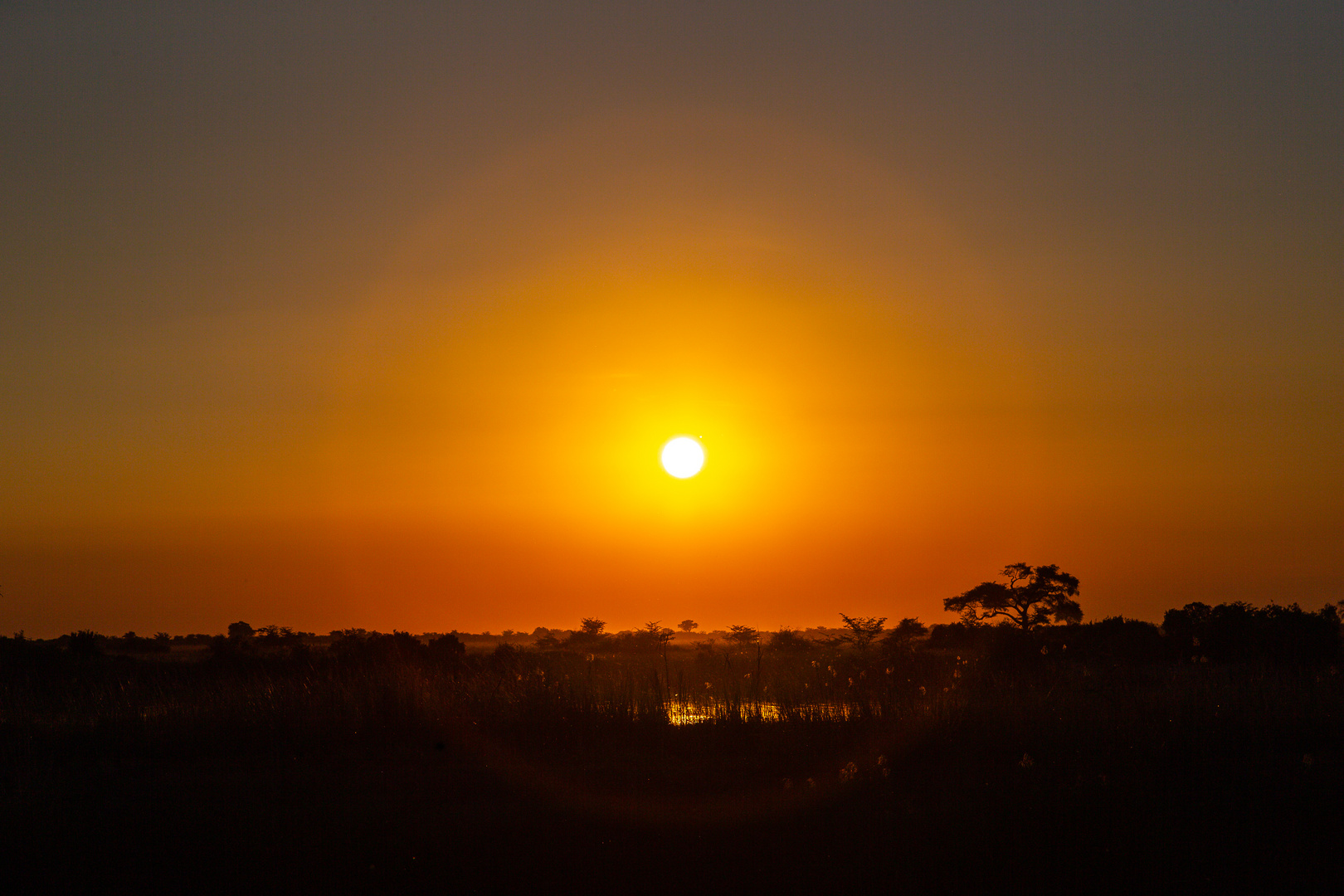 Chobe NP-Golden Hour II