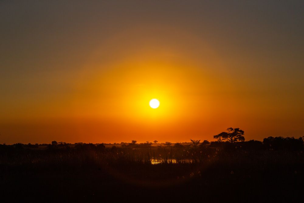 Chobe NP-Golden Hour II