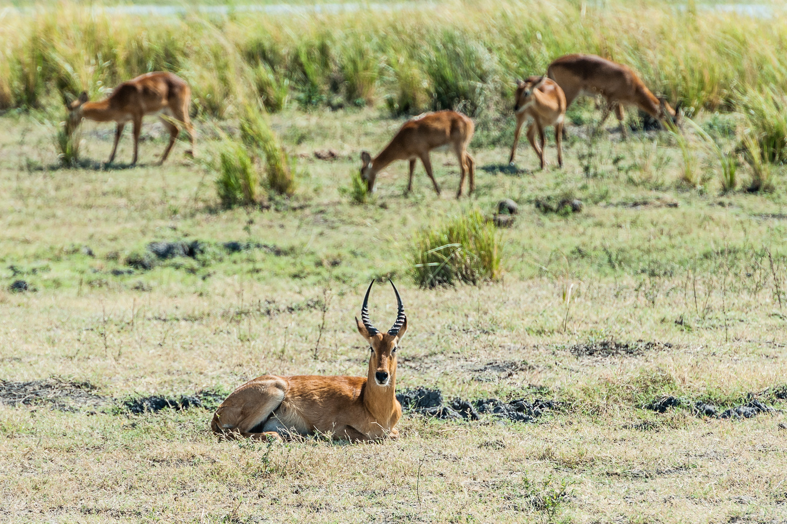 Chobe - Puku