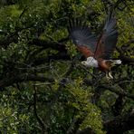 Chobe River