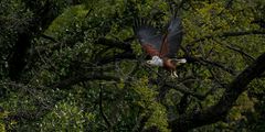 Chobe River