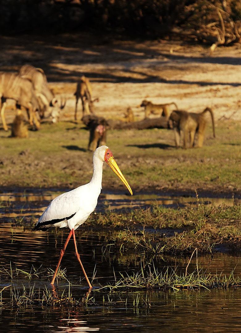 Chobe River 2 - August 2009