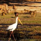 Chobe River 2 - August 2009